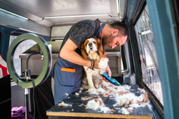 Professional mobile grooming van interior with state-of-the-art equipment